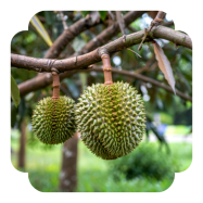 Sản xuất phân bón